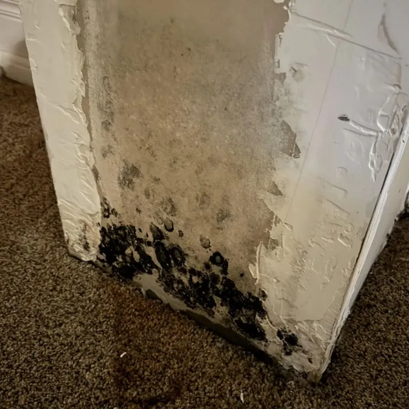 Professional Mold Removal in Selah, WA